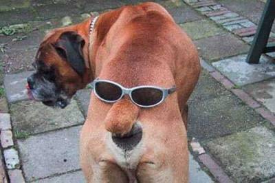 007 facon chien